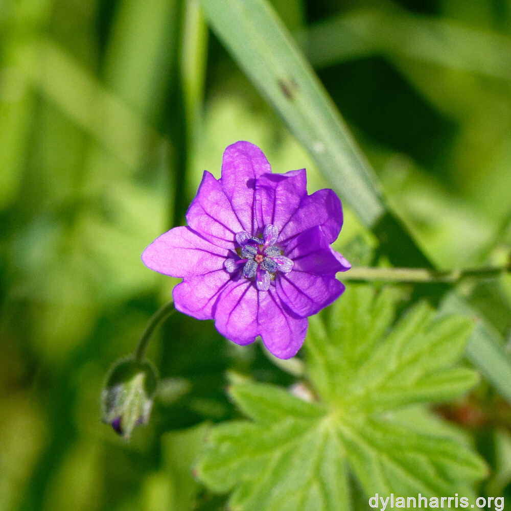 image: This is &lsquo;flower (xxv) 1&rsquo;.