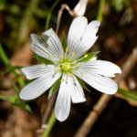 image: Image from the photoset &lsquo;flower (xxvi)&rsquo;.
