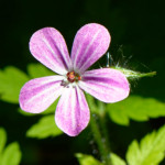 image: Image from the photoset &lsquo;flower (xxvi)&rsquo;.