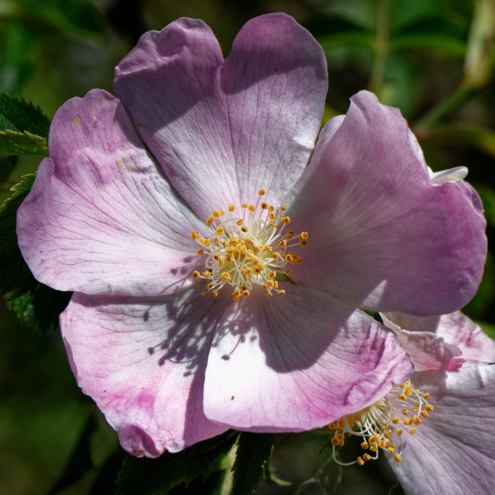 image: This is &lsquo;flower (xxvii) 3&rsquo;.