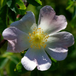 image: flower (xxvii) photoset