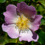 image: Image from the photoset &lsquo;flower (xxviii)&rsquo;.