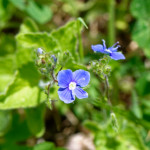 image: Image from the photoset &lsquo;flower (xxviii)&rsquo;.