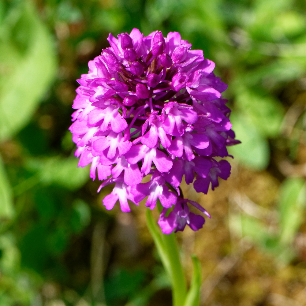 image: This is &lsquo;flower (xxix) 2&rsquo;.