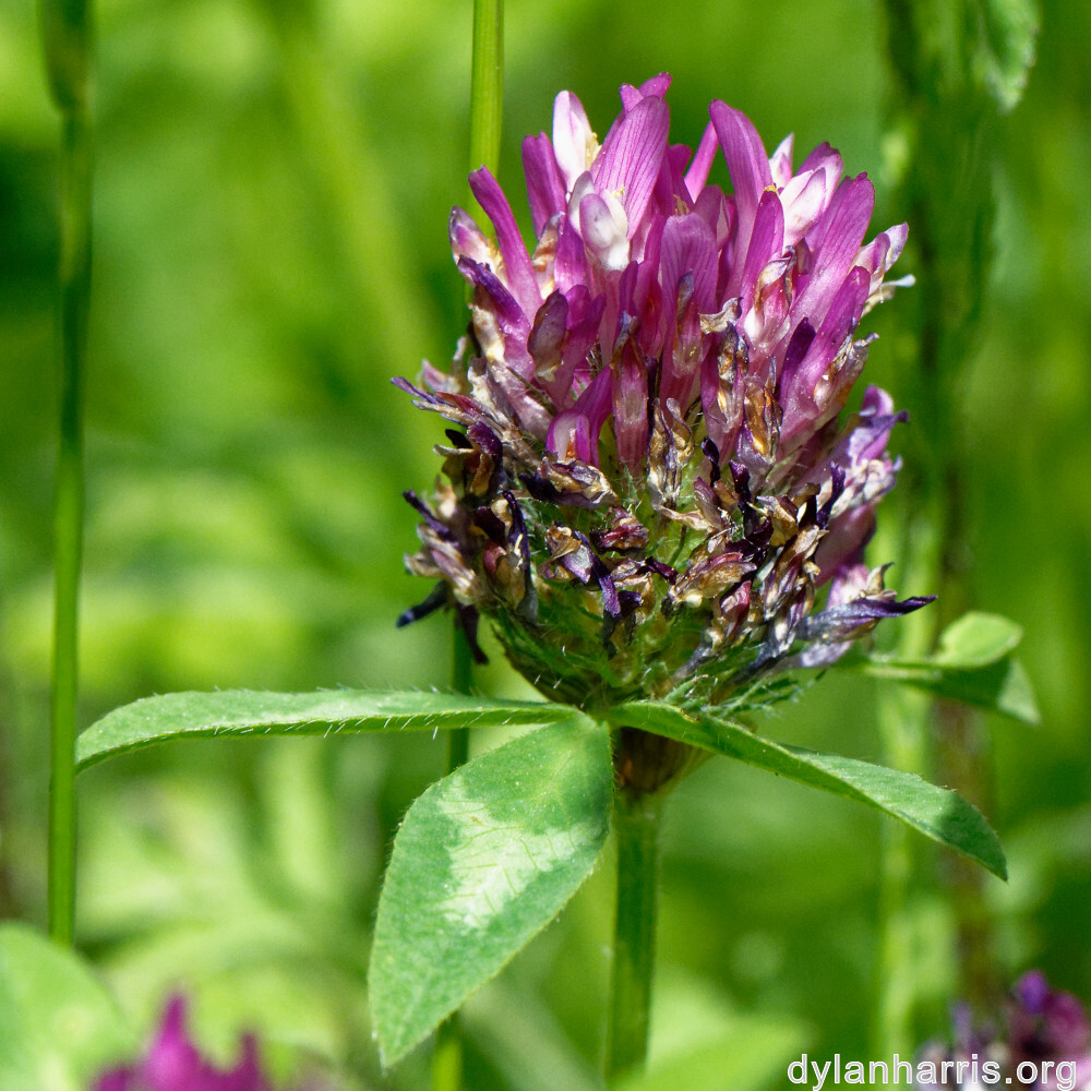 image: This is &lsquo;flower (xxx) 5&rsquo;.