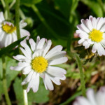 image: Image from the photoset &lsquo;flower (xxxii)&rsquo;.