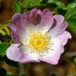 image: Image from the photoset &lsquo;flower (xxxiv)&rsquo;.
