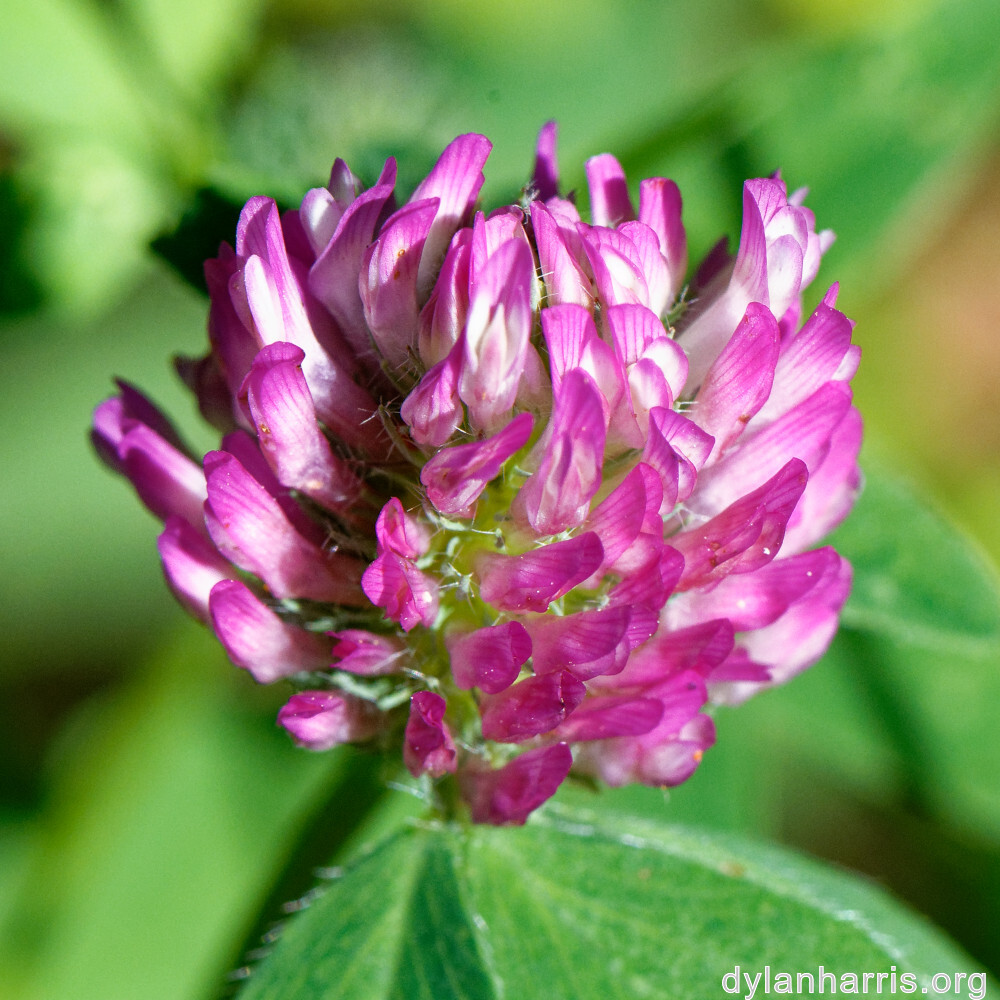 image: This is &lsquo;flower (xxxix) 8&rsquo;.