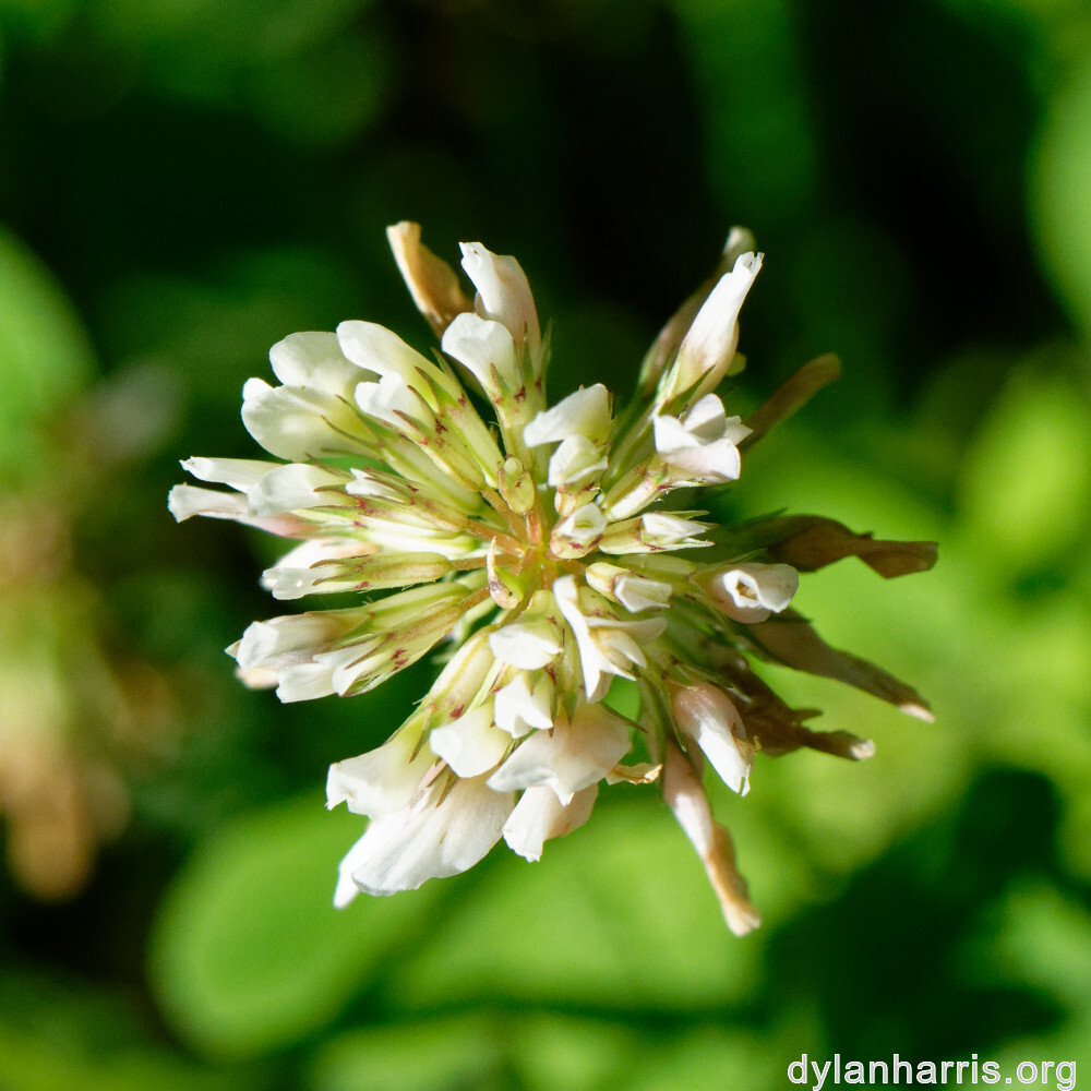 image: This is &lsquo;flower (xl) 3&rsquo;.