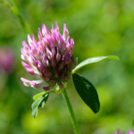image: Image from the photoset &lsquo;flower (xl)&rsquo;.