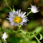 image: Image from the photoset &lsquo;flower (xl)&rsquo;.