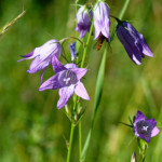 image: Image from the photoset &lsquo;flower (xli)&rsquo;.