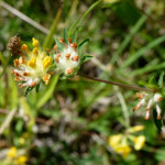 image: Image from the photoset &lsquo;flower (xli)&rsquo;.