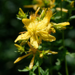 image: Image from the photoset &lsquo;flower (xlii)&rsquo;.