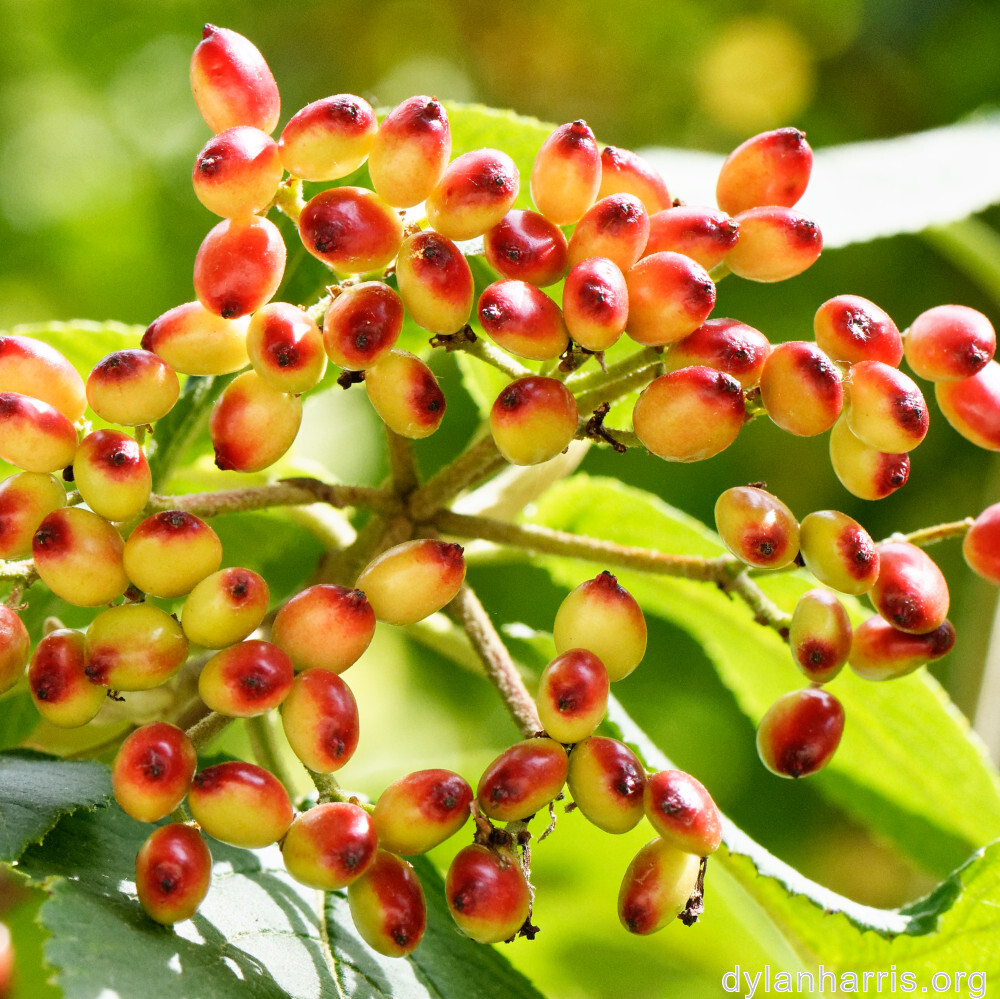image: fruit
