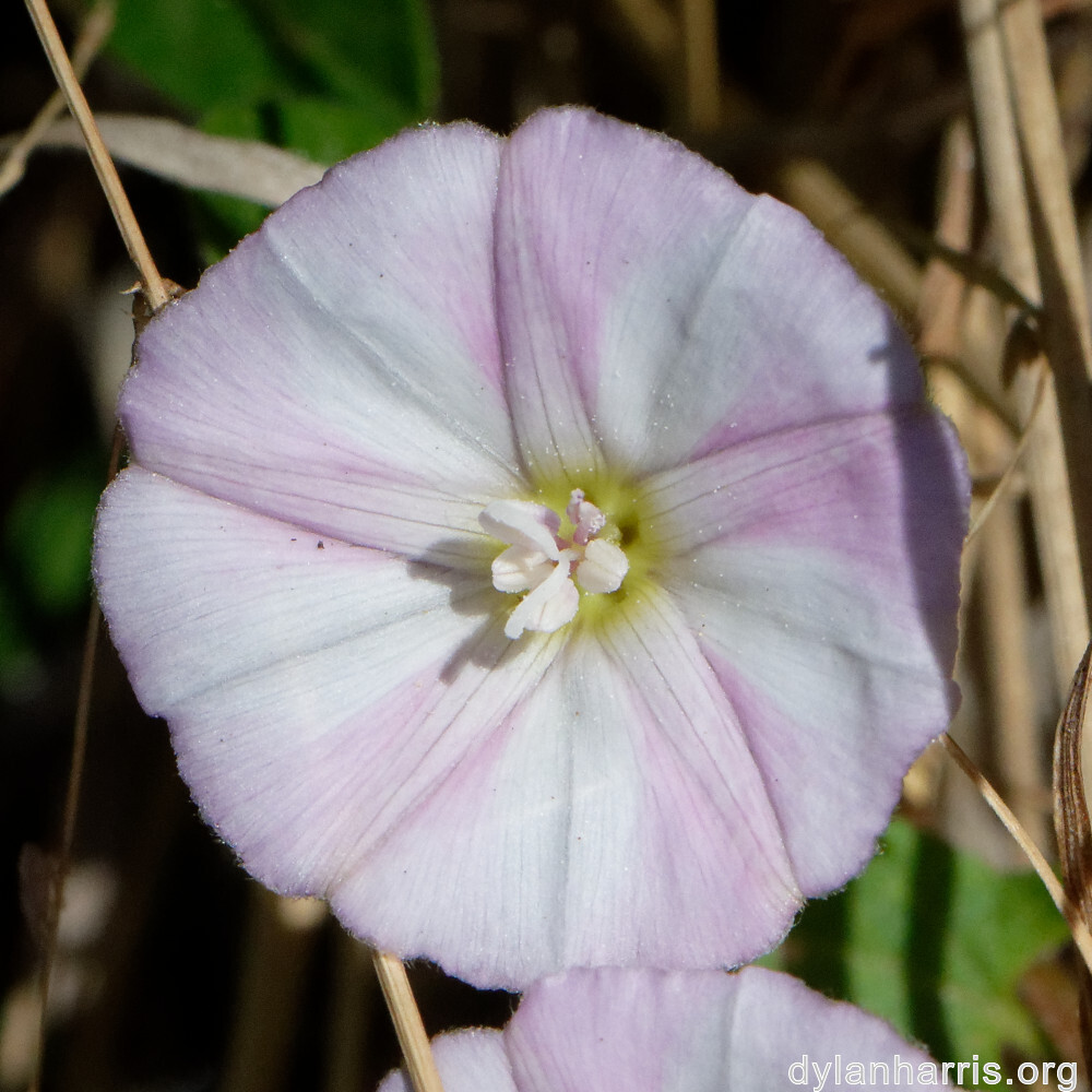 image: This is &lsquo;flower (xlv) 1&rsquo;.