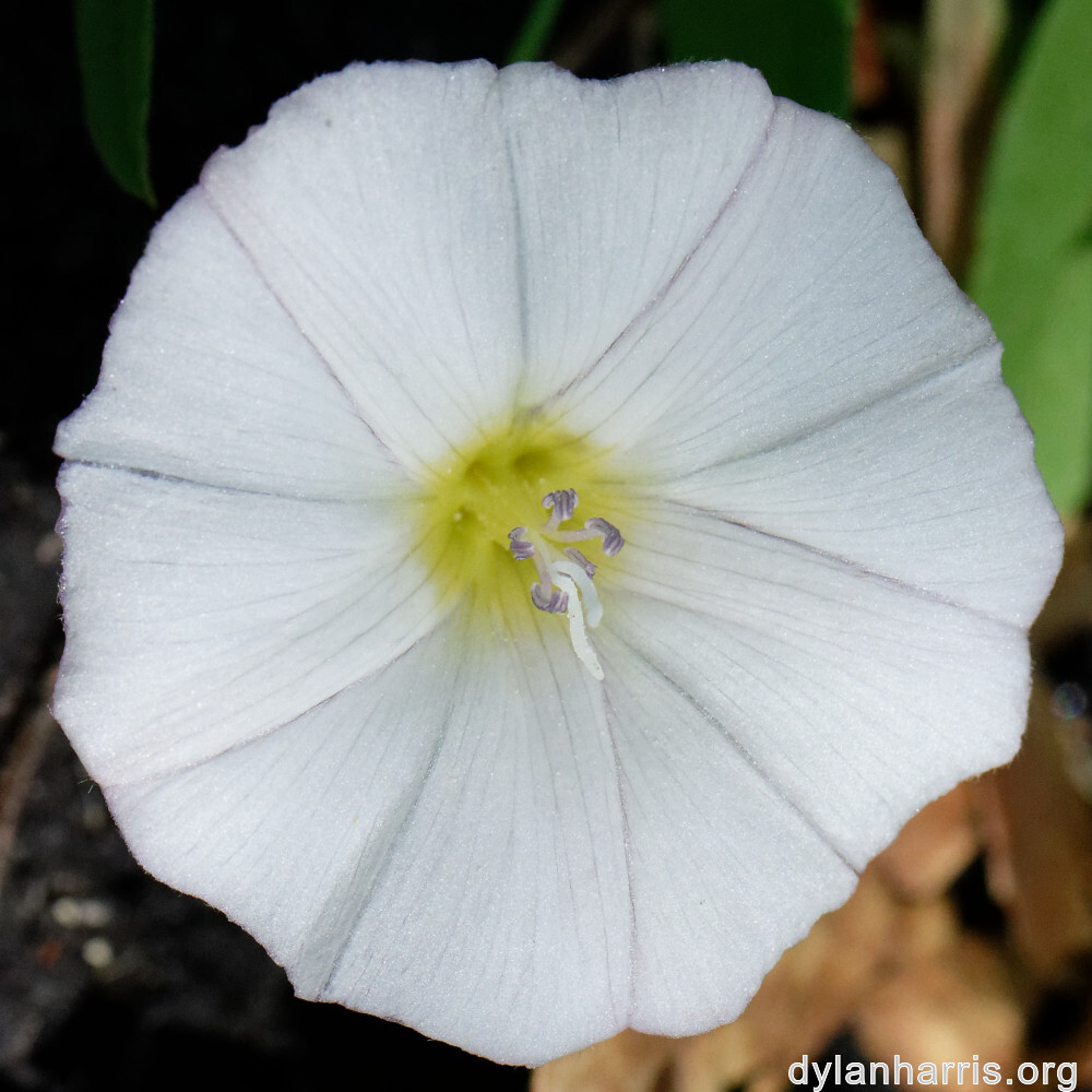 image: This is &lsquo;flower (xlvi) 6&rsquo;.