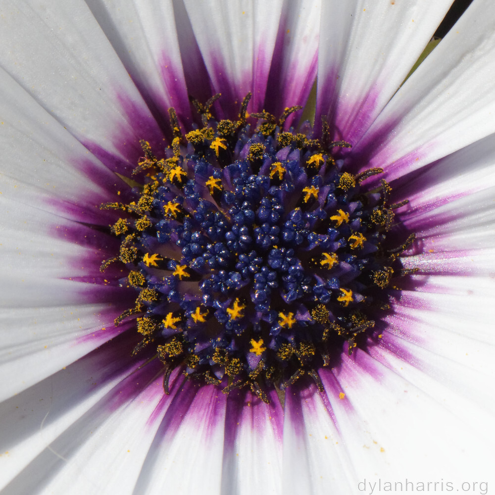image: This is &lsquo;flower (xlvii) 1&rsquo;.