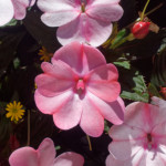 image: Image from the photoset &lsquo;flower (xlvii)&rsquo;.
