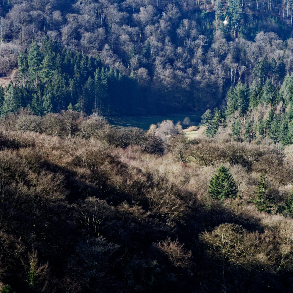image: This is &lsquo;mullerthal (v) 5&rsquo;.