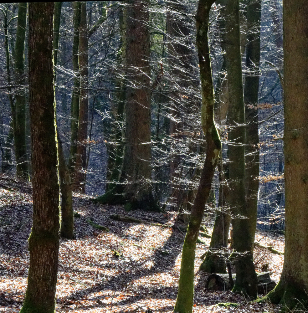 image: This is &lsquo;mullerthal (v) 6&rsquo;.