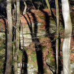 image: Image from the photoset &lsquo;mullerthal (v)&rsquo;.