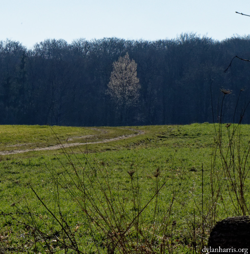 image: This is &lsquo;mullerthal (vi) 43&rsquo;.
