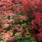 image: Image from the photoset &lsquo;wood (il)&rsquo;.