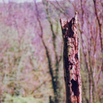 image: Image from the photoset &lsquo;terres rouges (xxviii)&rsquo;.
