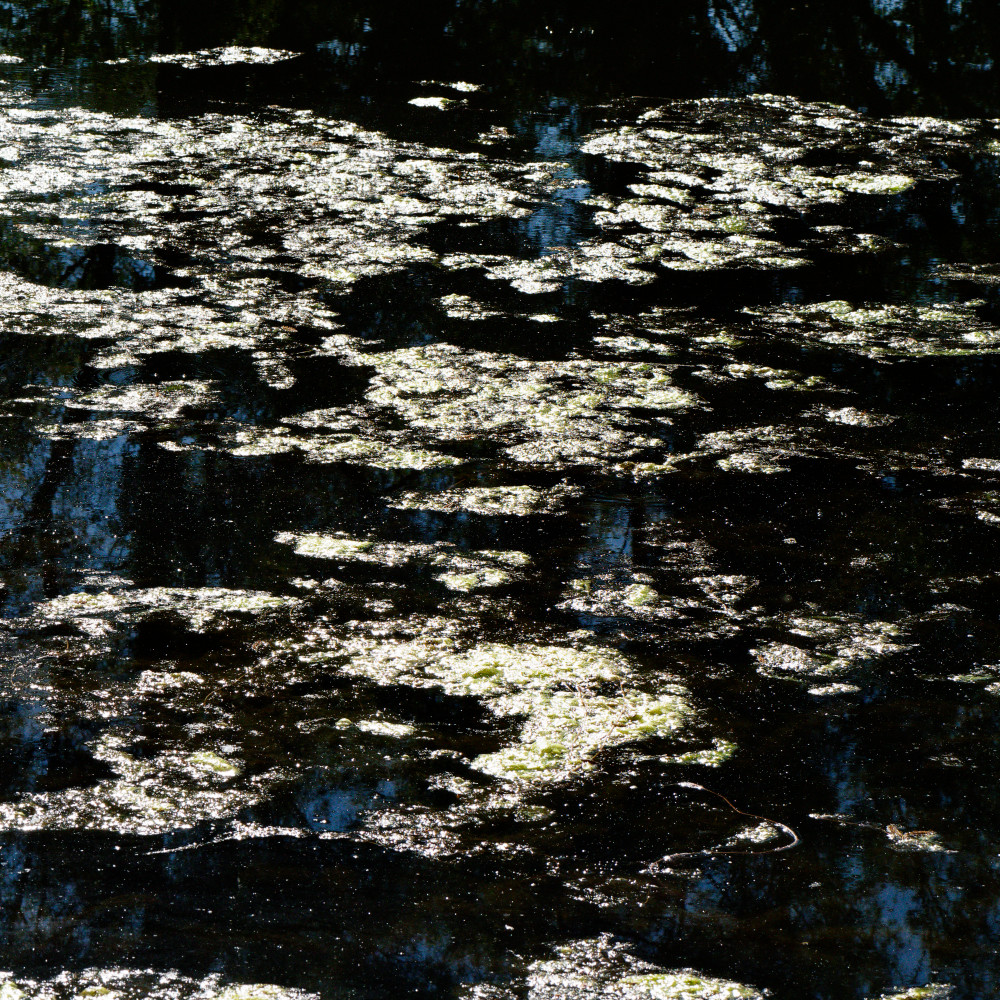 image: This is &lsquo;echternach (i) 1&rsquo;.