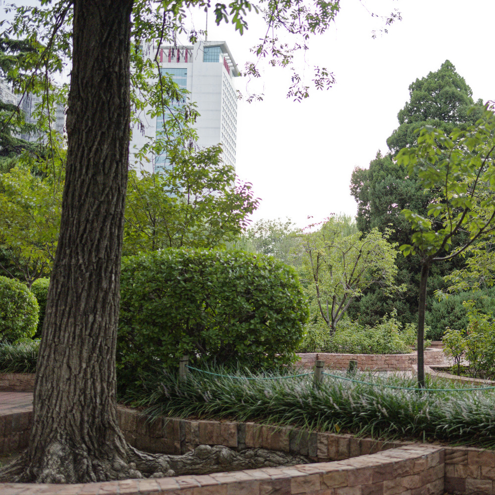 image: This is &lsquo;zhengzhou 1&rsquo;.