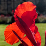 image: Image from the photoset &lsquo;flower (il)&rsquo;.