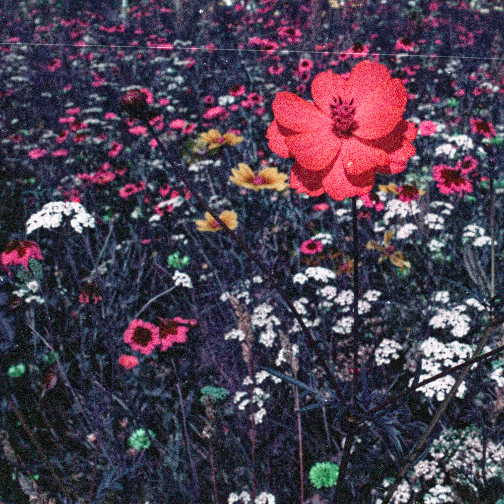 image: This is &lsquo;flower (l) 2&rsquo;.