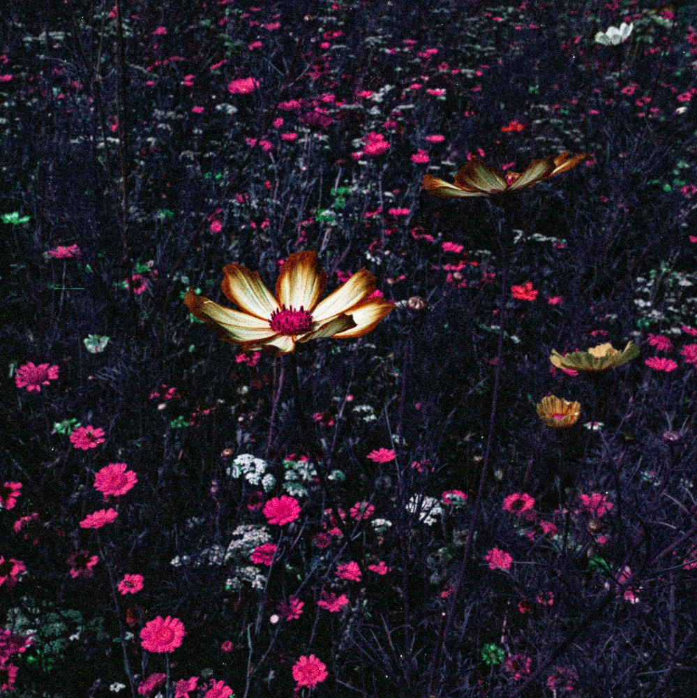image: This is &lsquo;flower (l) 3&rsquo;.