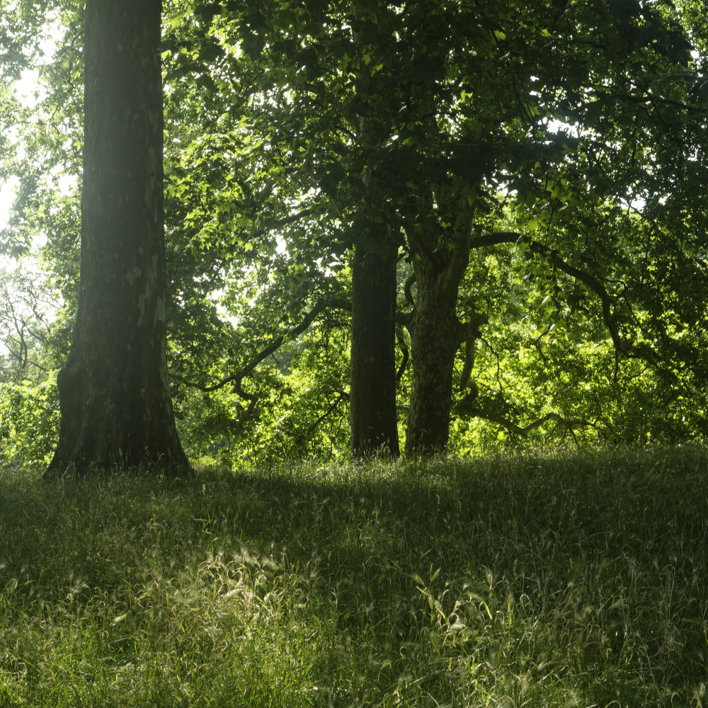 image: green park