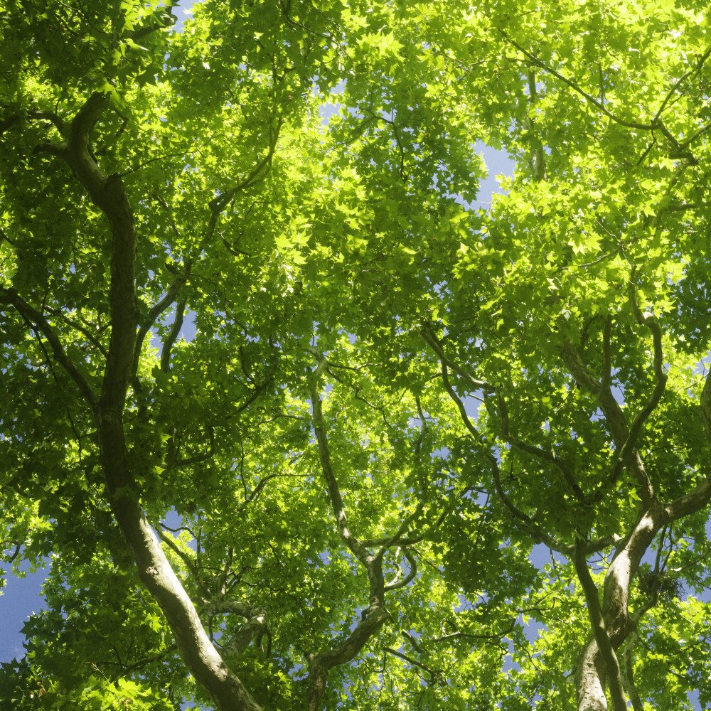 image: This is &lsquo;green park 5&rsquo;.
