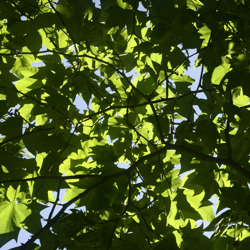 image: This is &lsquo;green park 6&rsquo;.