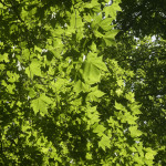 image: Image from the photoset &lsquo;green park&rsquo;.