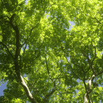 image: Image from the photoset &lsquo;green park&rsquo;.