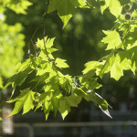 image: Image from the photoset &lsquo;green park&rsquo;.