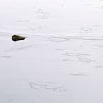 image: Image from the photoset &lsquo;stanwick (i)&rsquo;.