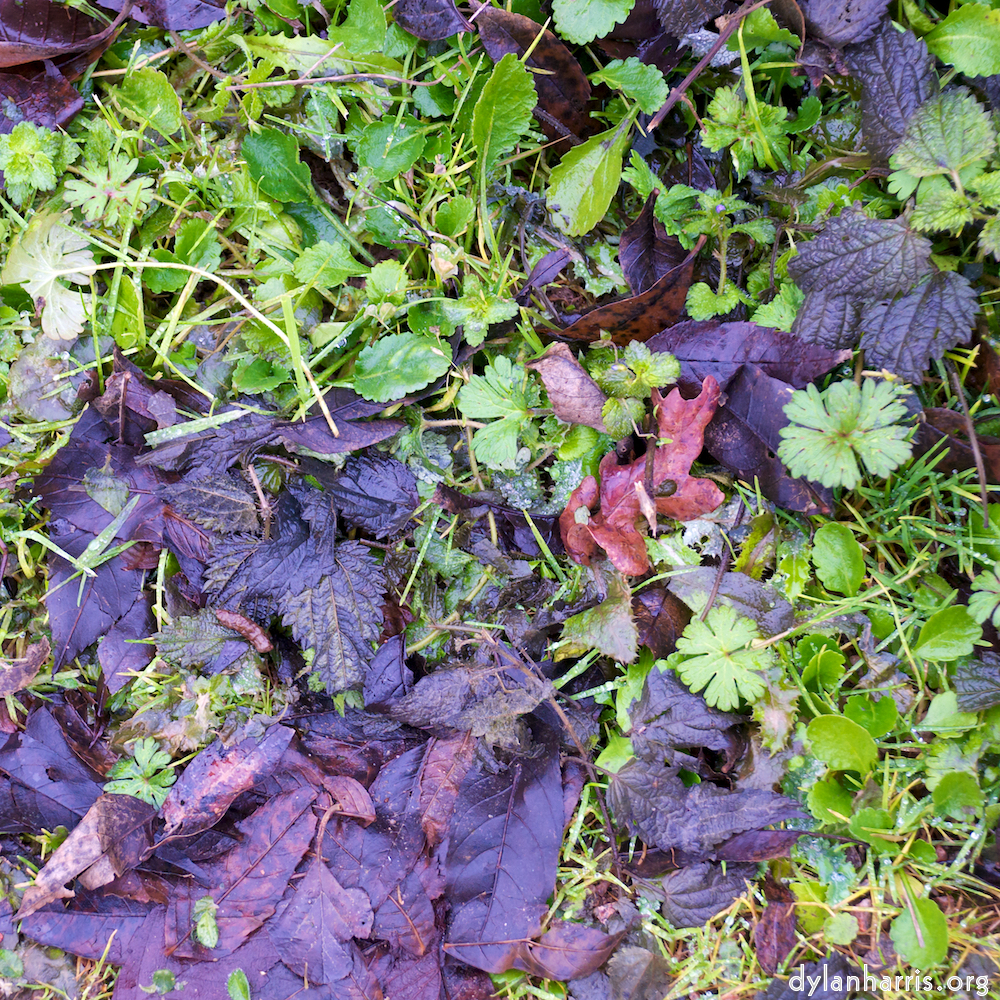 image: This is &lsquo;stanwick (ii) 4&rsquo;.