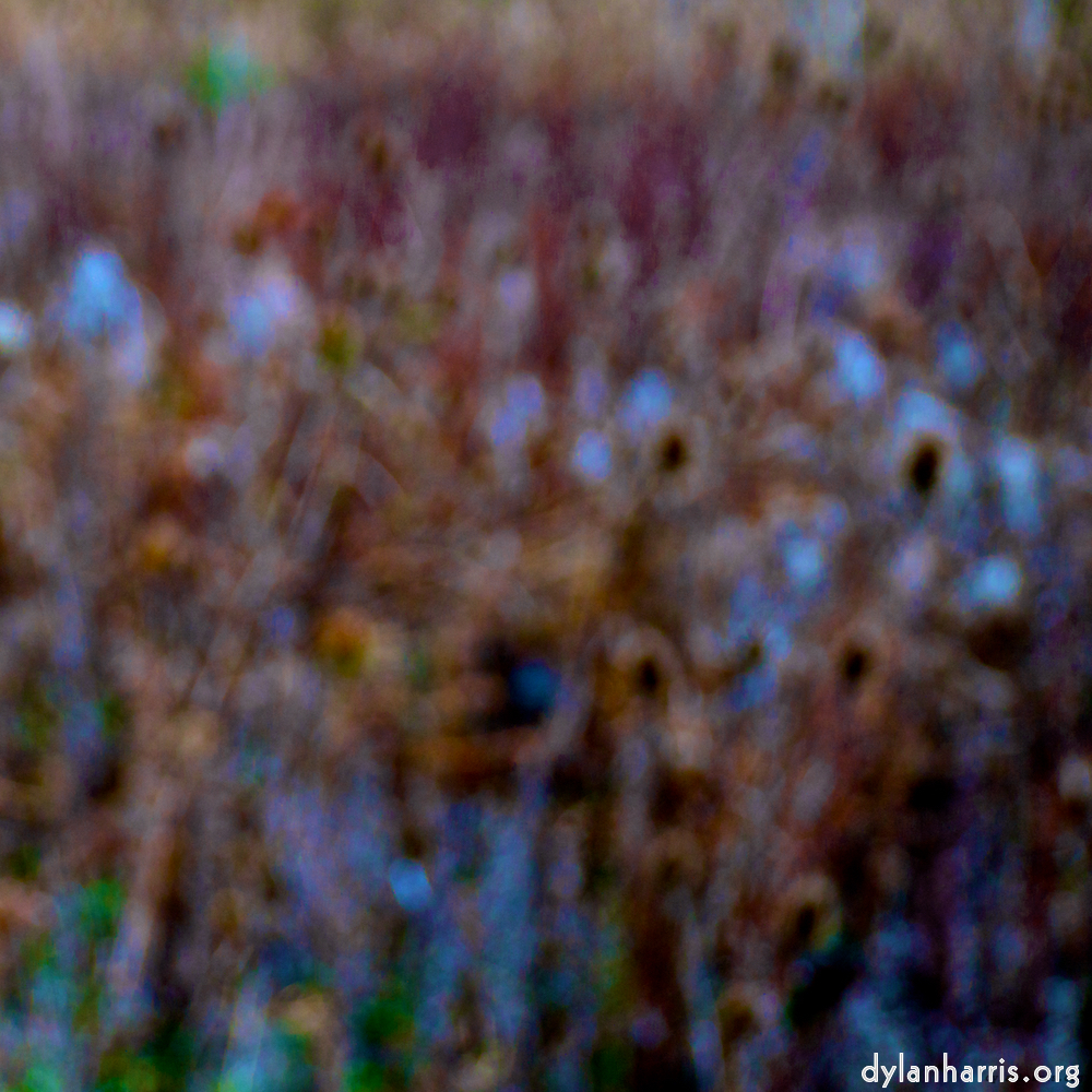 image: This is &lsquo;stanwick (ii) 6&rsquo;.