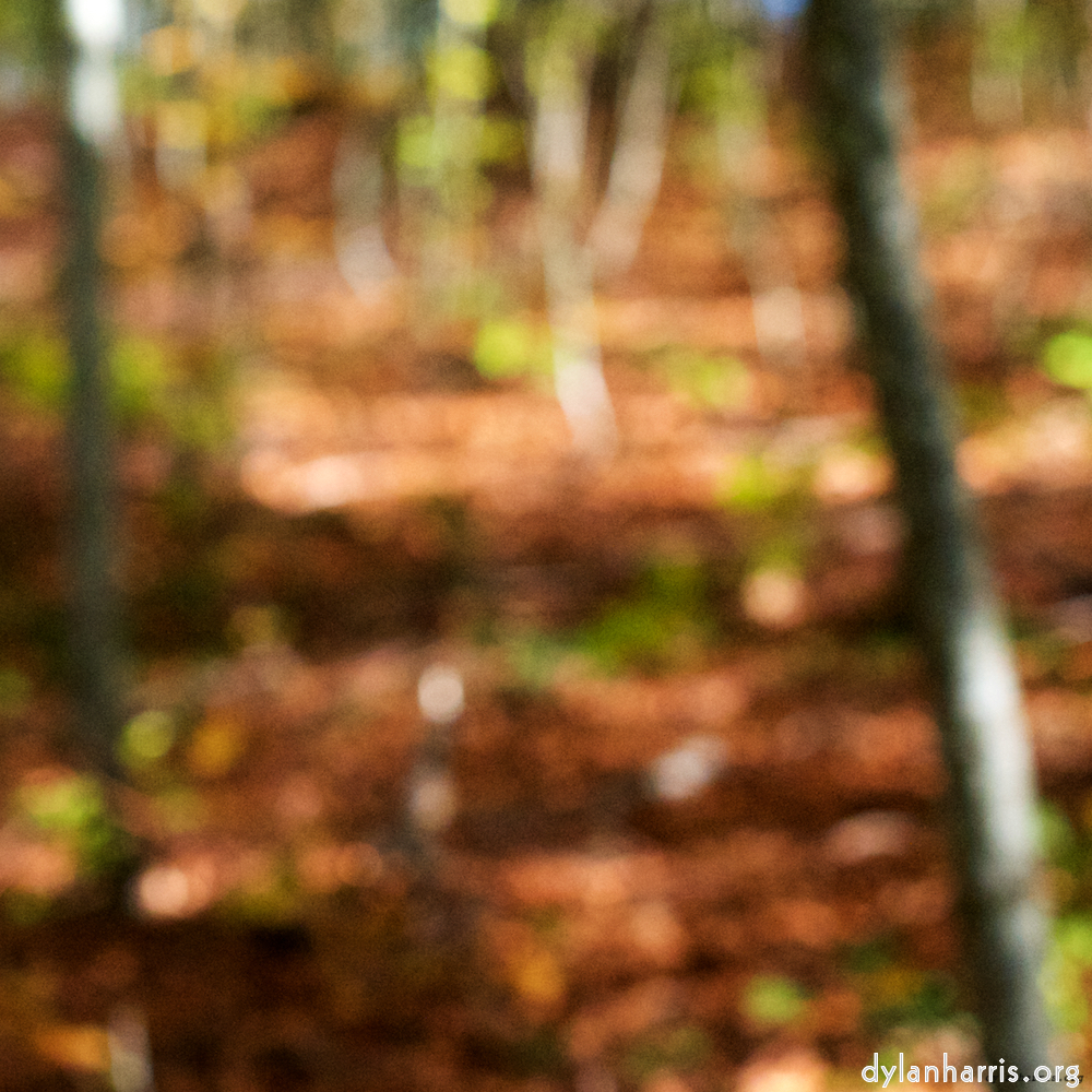 image: Image 'wood (xvii) 3'