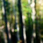 image: Image from the photoset &lsquo;wood (xviii)&rsquo;.