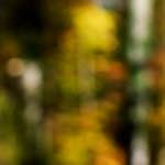 image: Image from the photoset &lsquo;wood (xix)&rsquo;.