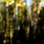 image: Image from the photoset &lsquo;wood (xix)&rsquo;.