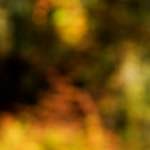 image: Image from the photoset &lsquo;wood (xix)&rsquo;.