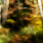 image: Image from the photoset &lsquo;wood (xix)&rsquo;.