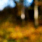 image: Image from the photoset &lsquo;wood (xix)&rsquo;.